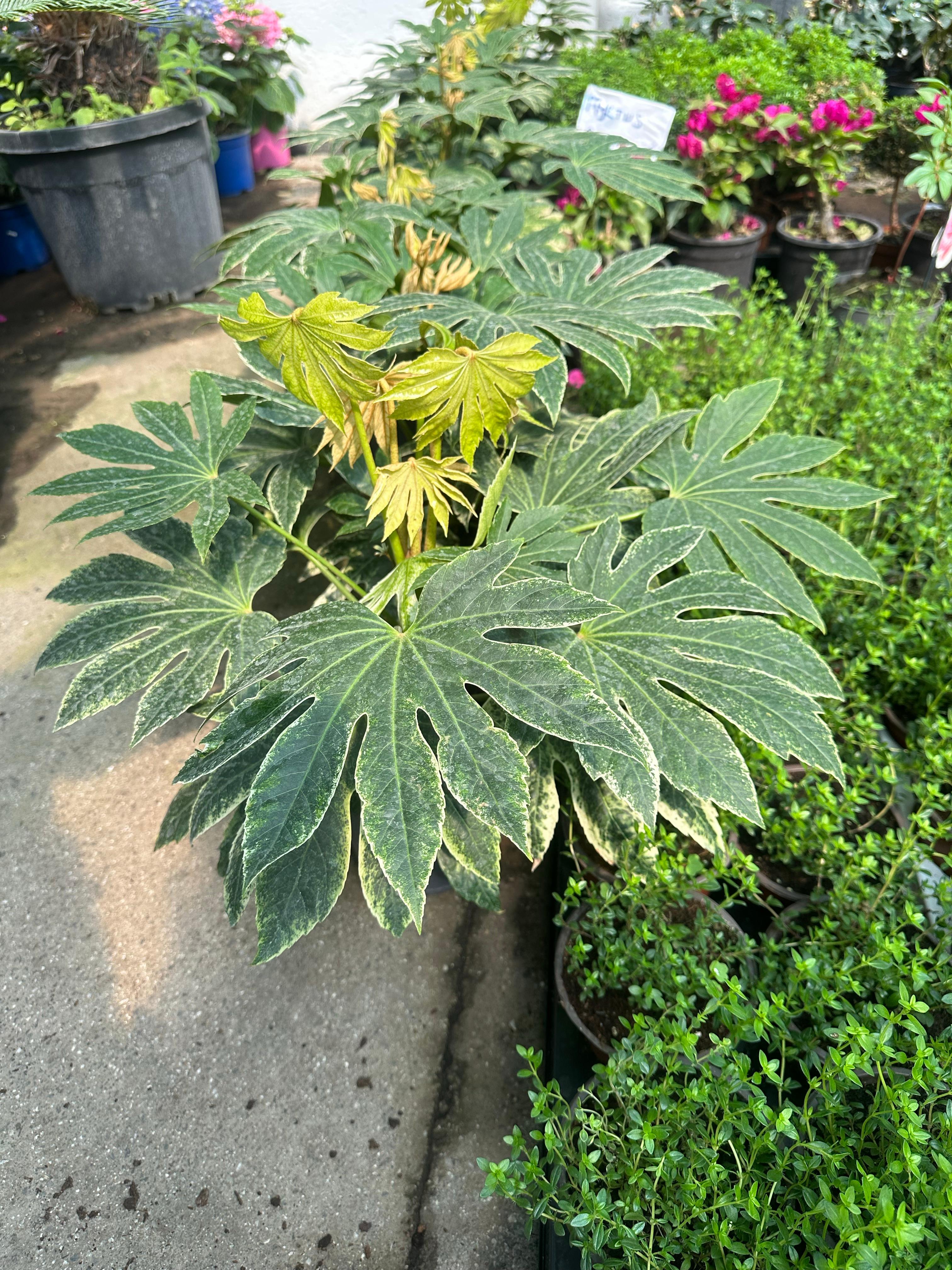 Japon Çınarı ARALYA Variegata Özel Tür (Aralia Japonica Fatsia)