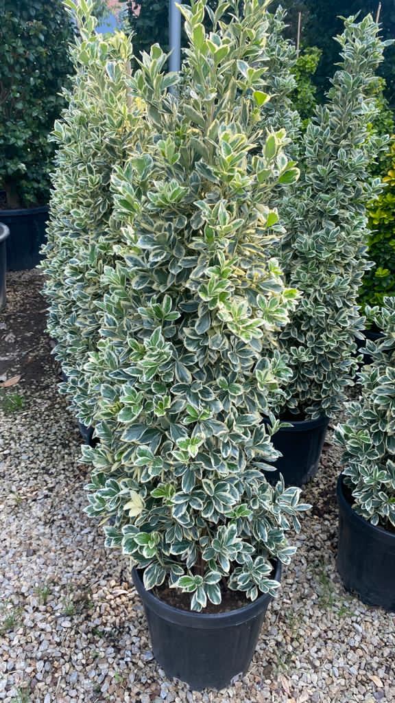 Taflan Piramit 160-180 cm (Bravo)