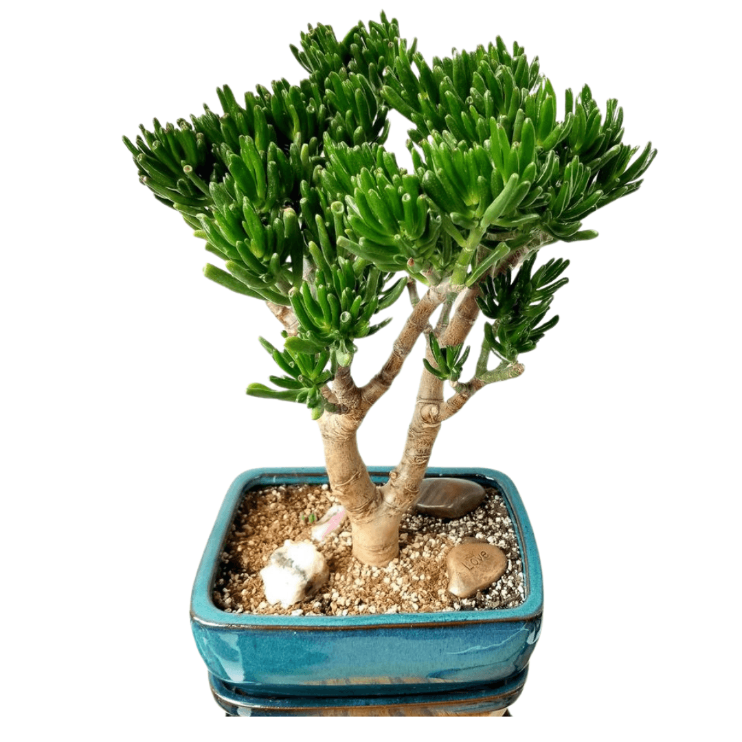 Crassula Ovata Gollum-Crassula Bonsai