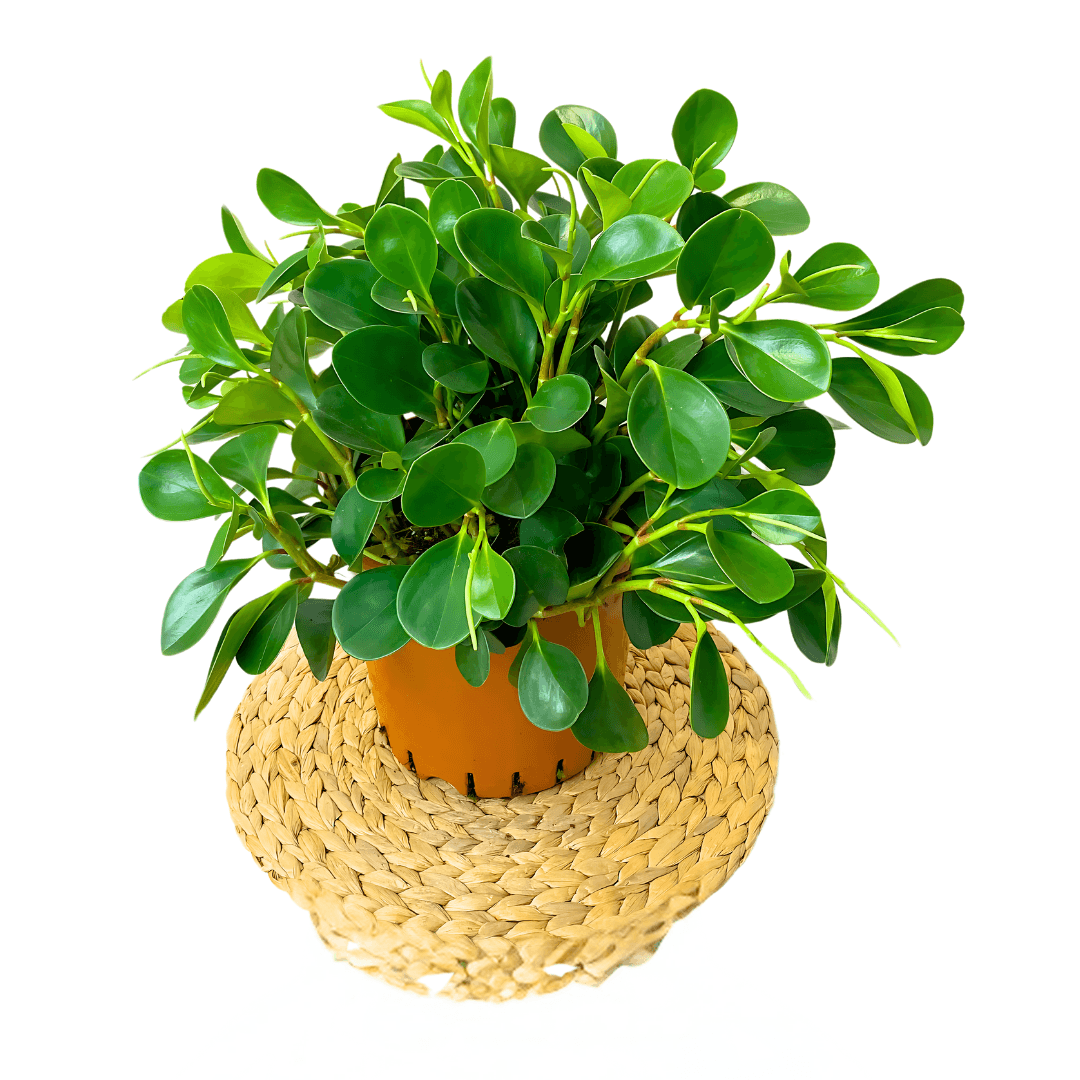 Zümrüt Dalgası Bitkisi-Peperomia Obtusifolia XXL