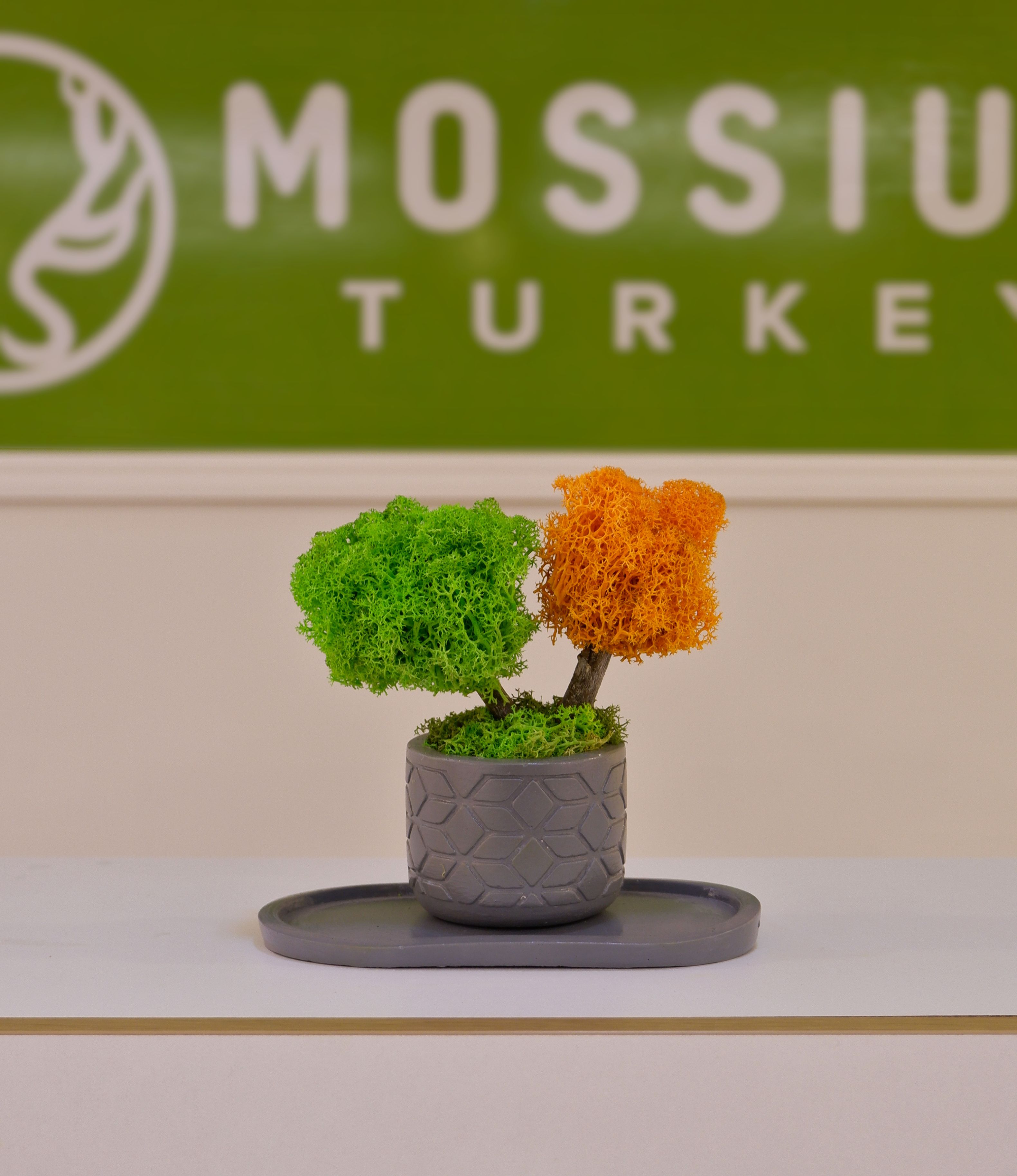 Duo Bonsai Moss Ağaç - Mini