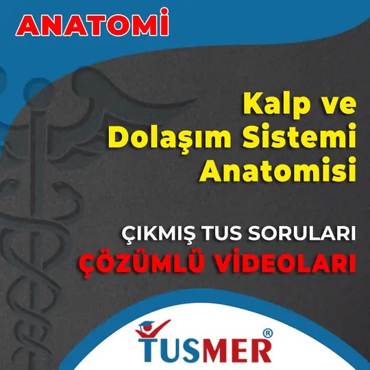 Kalp ve Dolaşım Sistemi Anatomisi Çıkmış Sorular