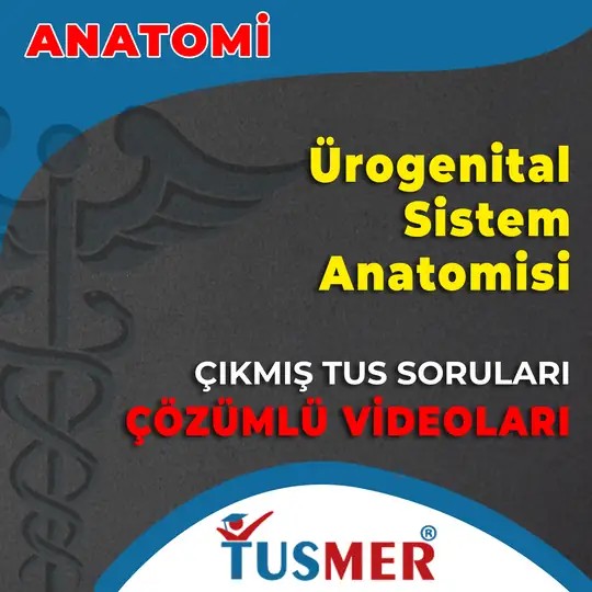 Ürogenital Sistem Anatomisi Çıkmış Sorular