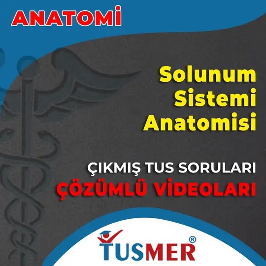 Solunum Sistemi Anatomisi Çıkmış Sorular