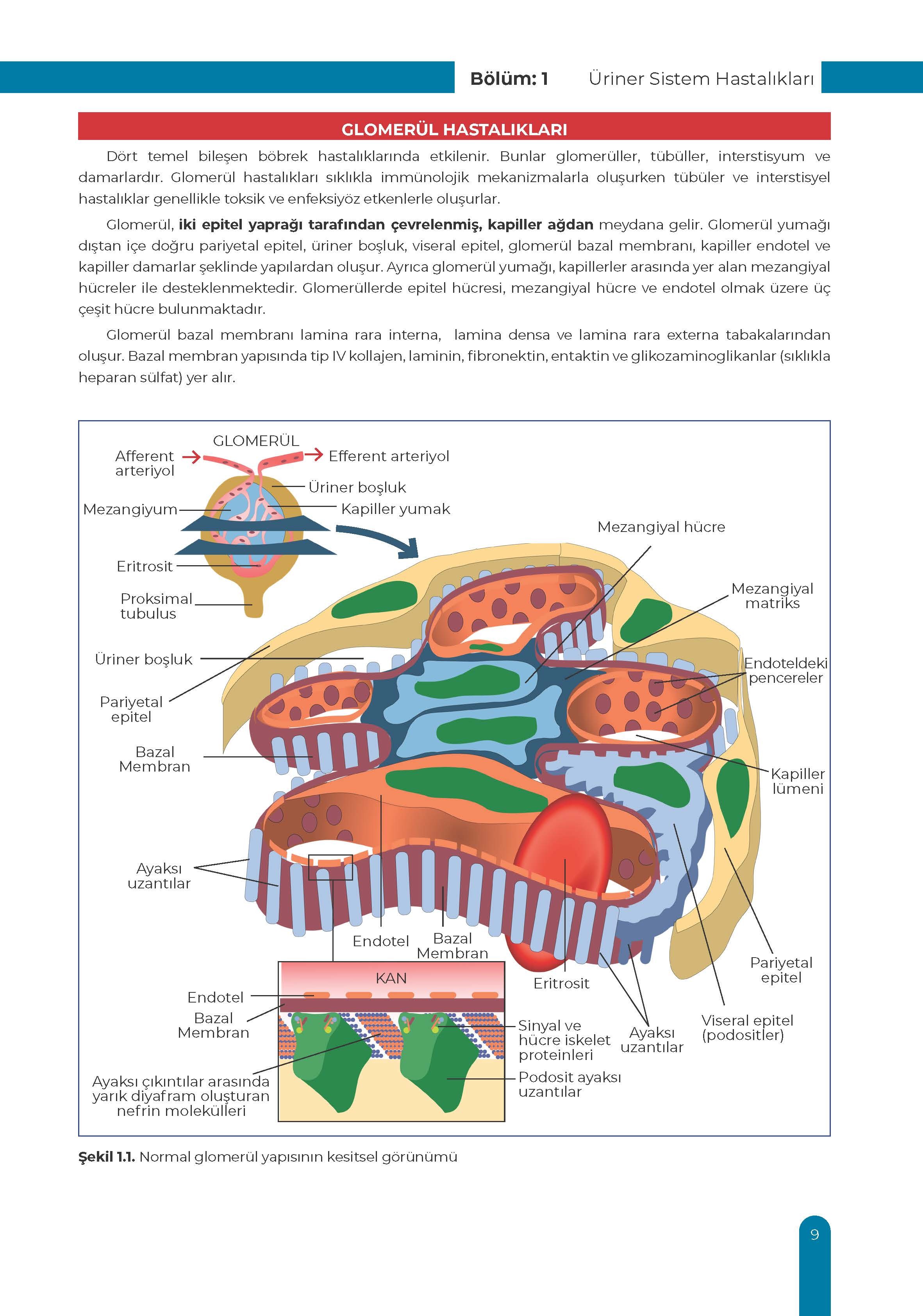 Ürogenital Sistem Ders Kurulu Dönem-3