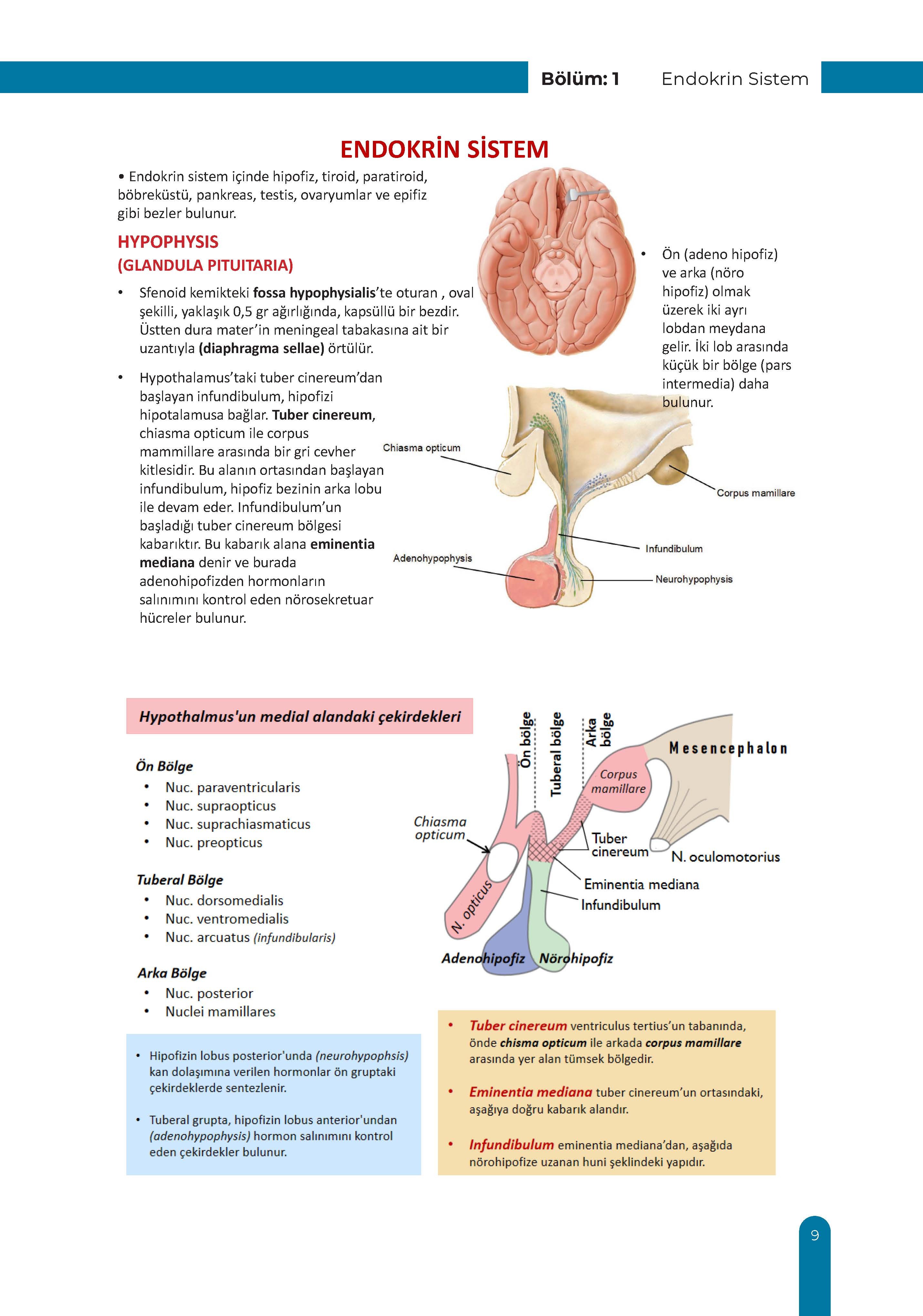 Endokrin Sistem Ders Kurulu Dönem-2