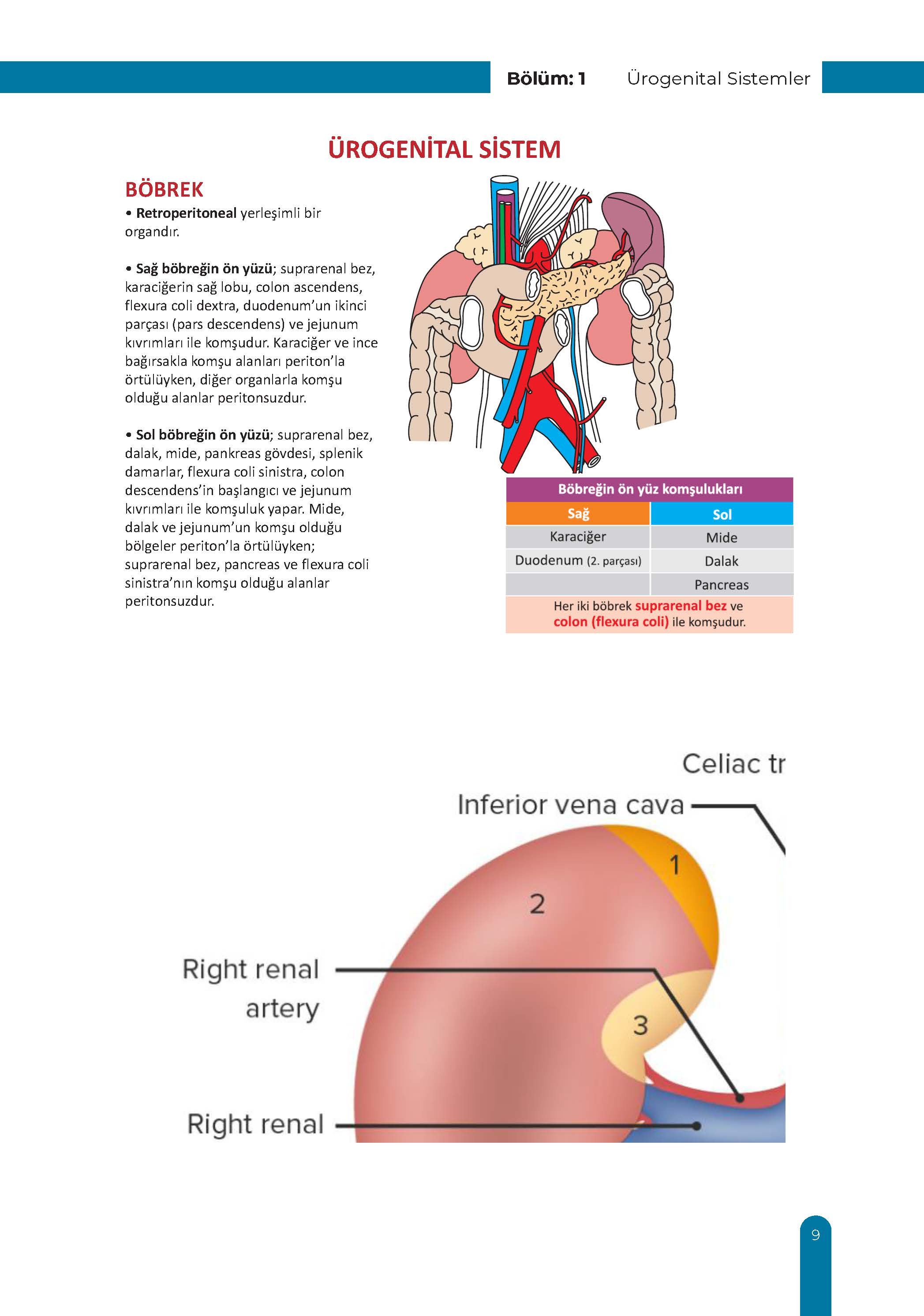 Ürogenital Sistem Ders Kurulu Dönem-2