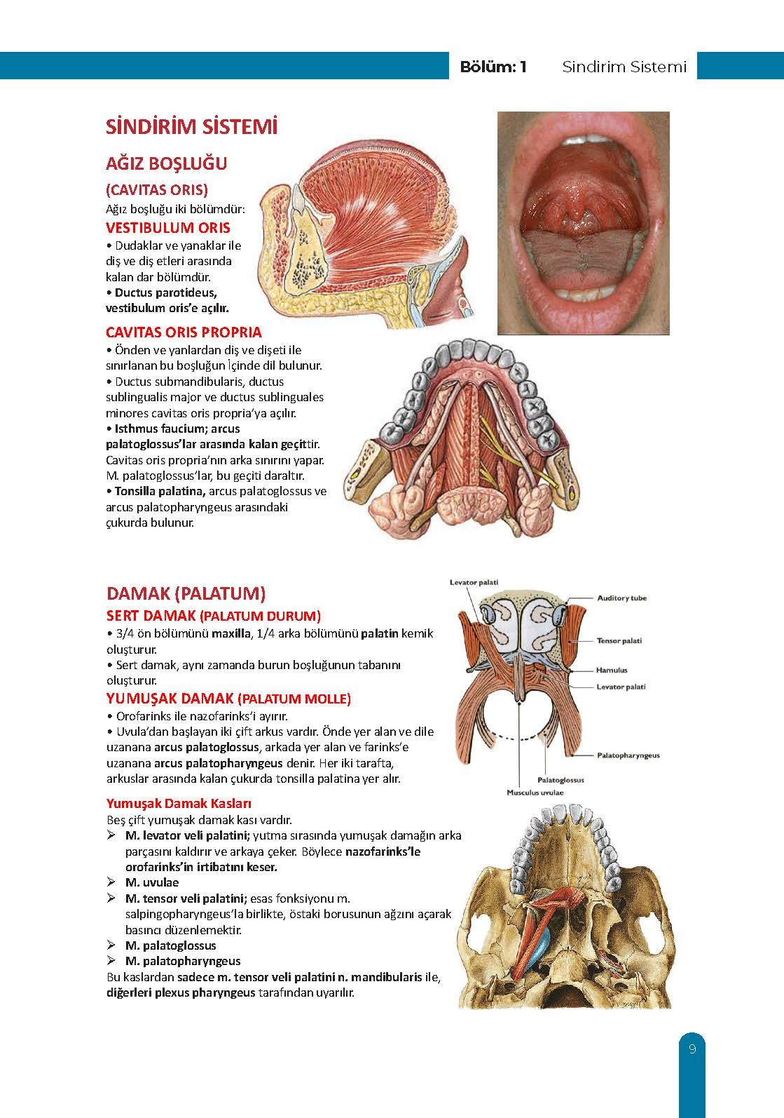 Gastrointestinal Ders Kurulu Dönem-2