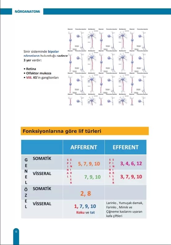 Nöroanatomi