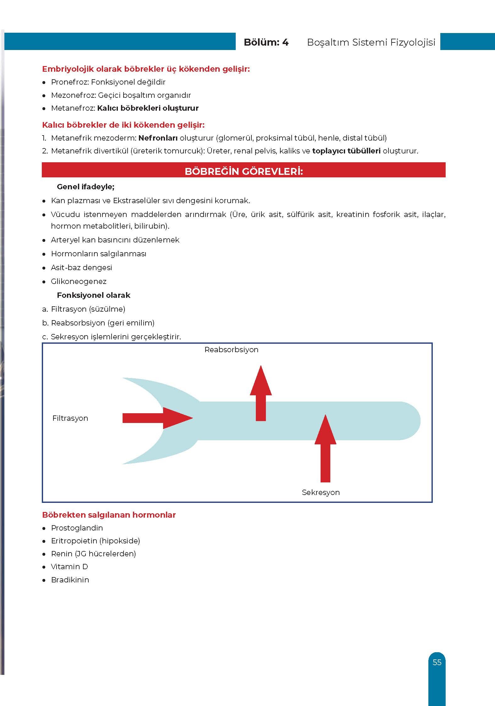 Ürogenital Sistem Ders Kurulu Dönem-2