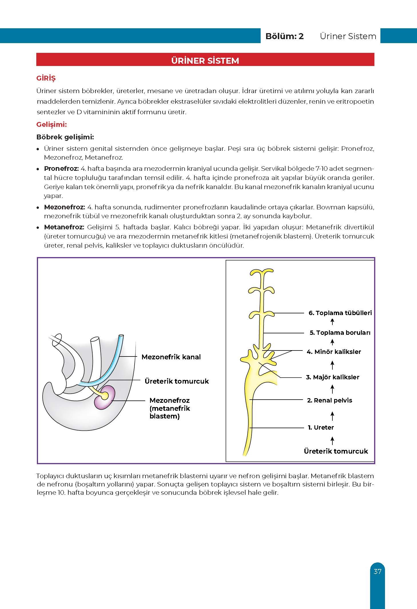 Ürogenital Sistem Ders Kurulu Dönem-2