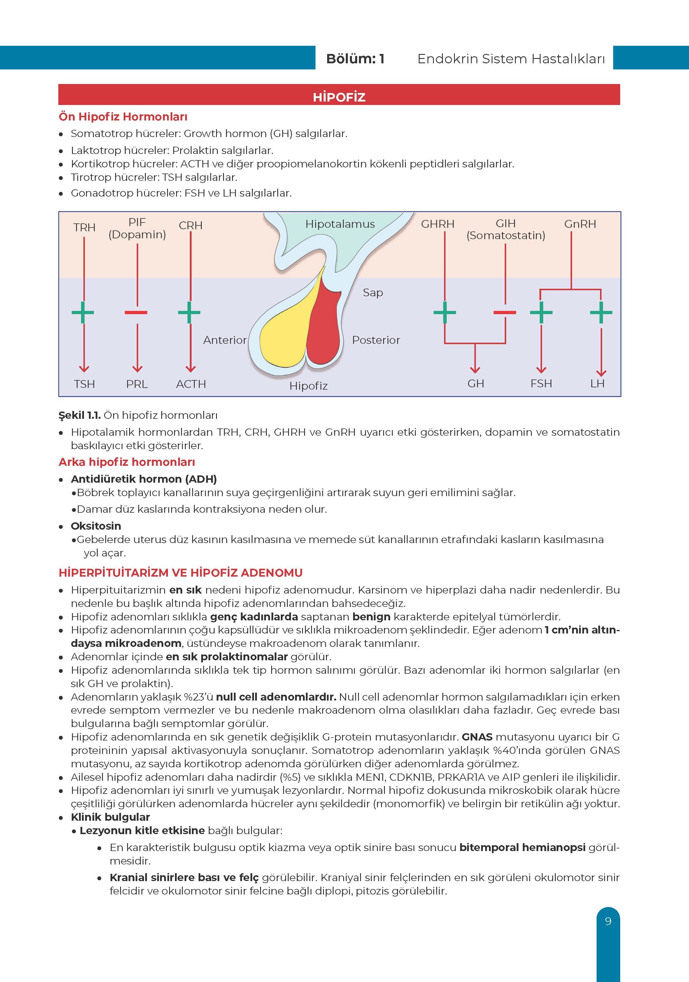 Endokrin Sistem Ders Kurulu Dönem-3