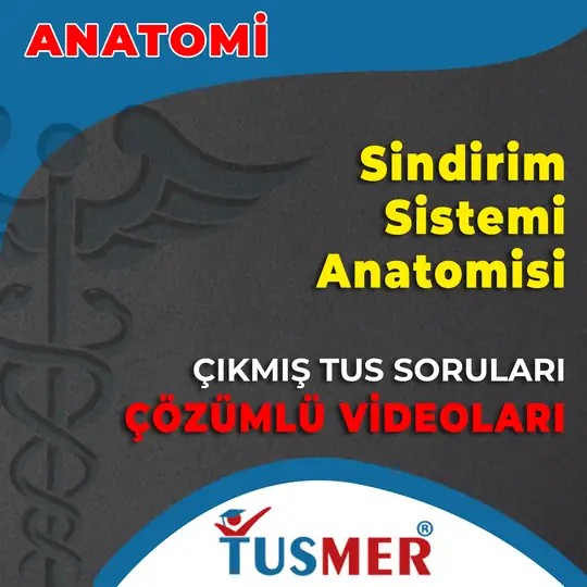 Sindirim Sistemi Anatomisi Çıkmış Sorular