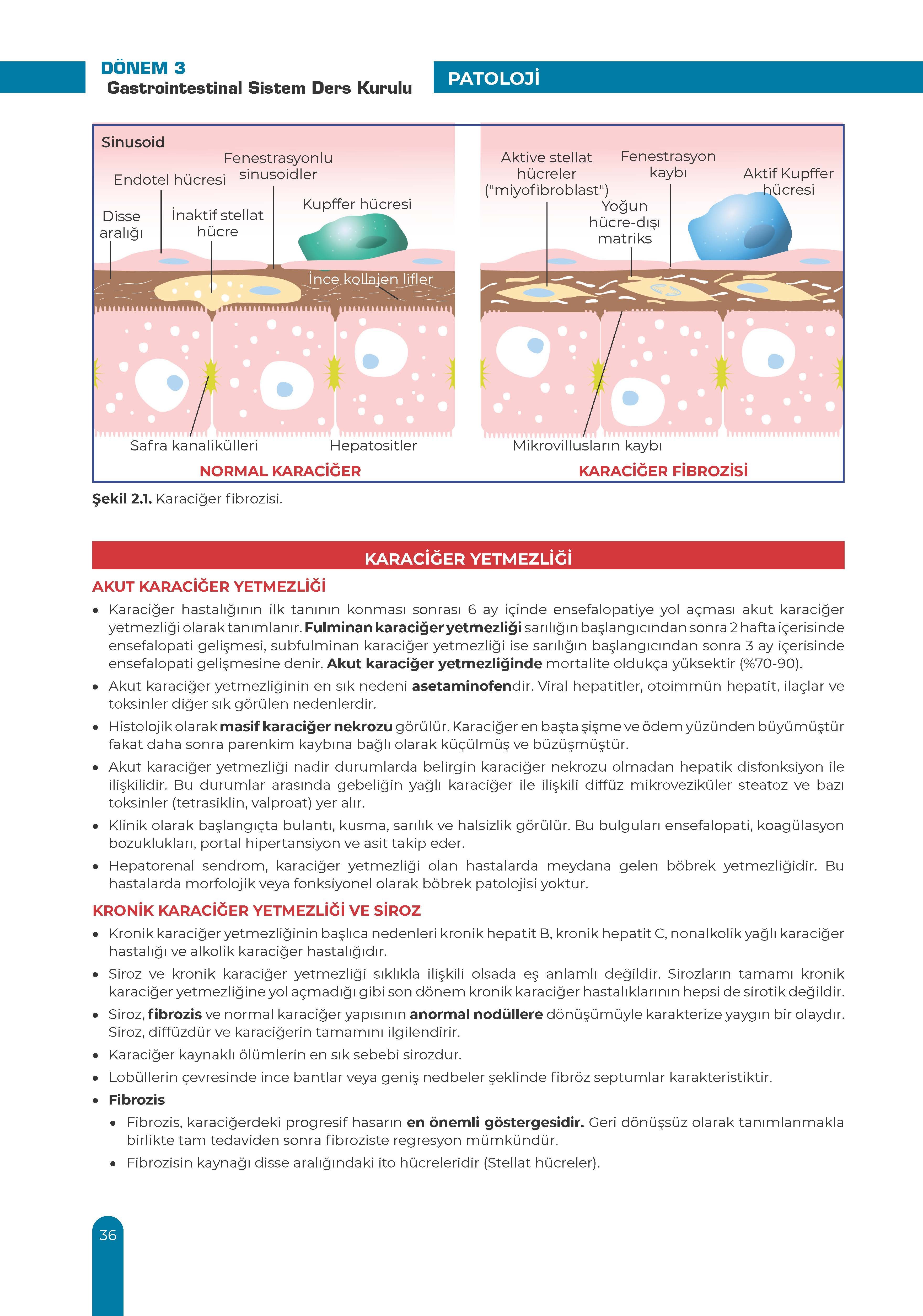 Gastrointestinal Ders Kurulu Dönem-3