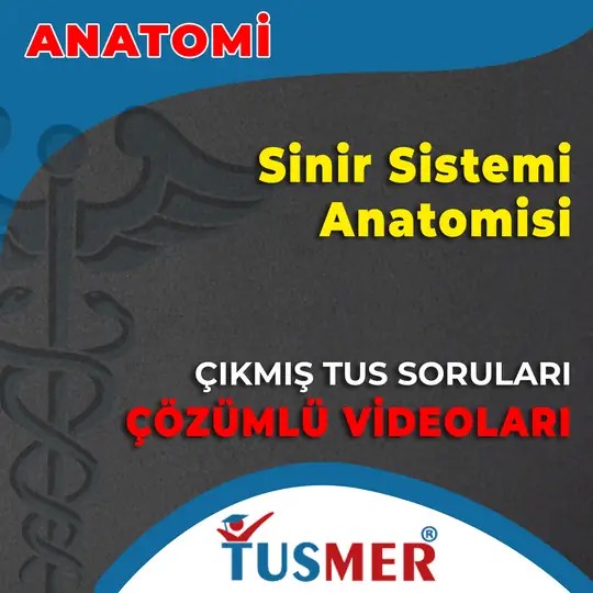 Sinir Sistemi Anatomisi Çıkmış Sorular