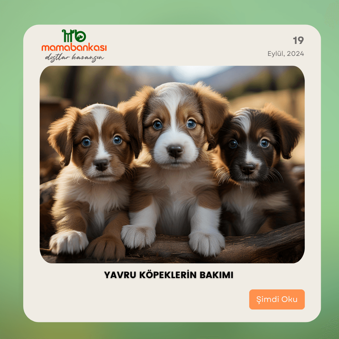 Yavru Köpeklerin Bakımı