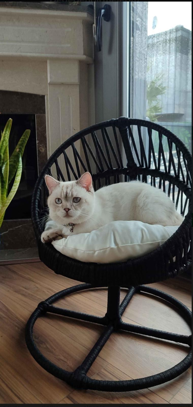 GALAXI  MODEL KEDİ YATAK MİX