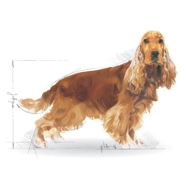 BHN ROYAL CANIN COCKER ADULT 3 KG