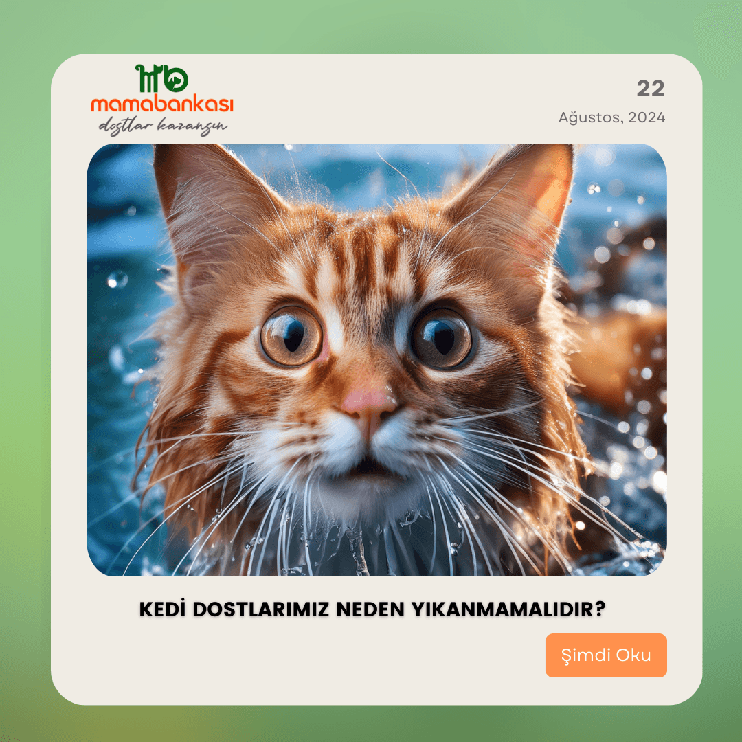 Kedi Dostlarımız Neden Yıkanmamalıdır?