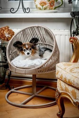 GALAXI  MODEL KEDİ YATAK MİX