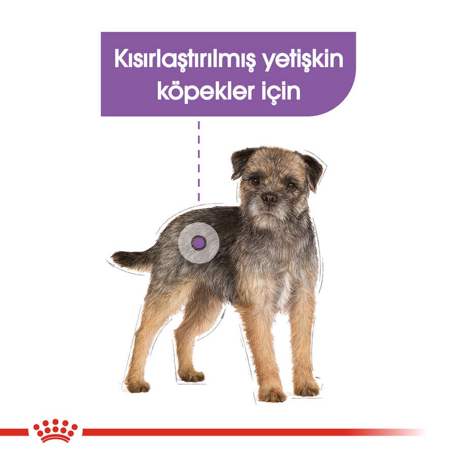 Royal Canin Sterilised Loaf Pouch Kısırlaştırılmış Köpek Yaş Maması, 85 G x 12 Adet