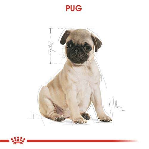 Royal Canin Pug Puppy Yavru Köpek Maması, 1,5 Kg