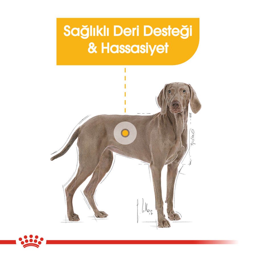 Royal Canin Maxi Dermacomfort Deri Sağlığı İçin Yetişkin Köpek Maması, 12 Kg