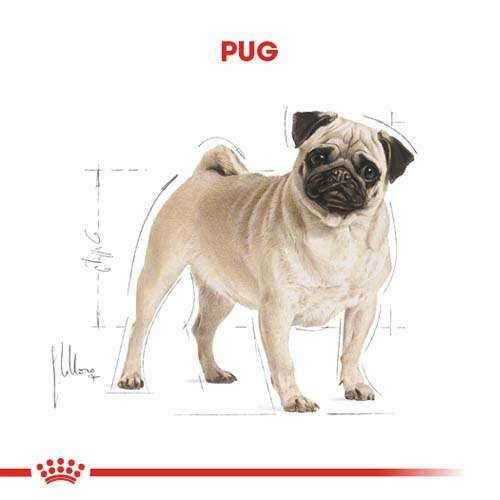 Royal Canin Pug Adult Yetişkin Köpek Maması, 1,5 Kg