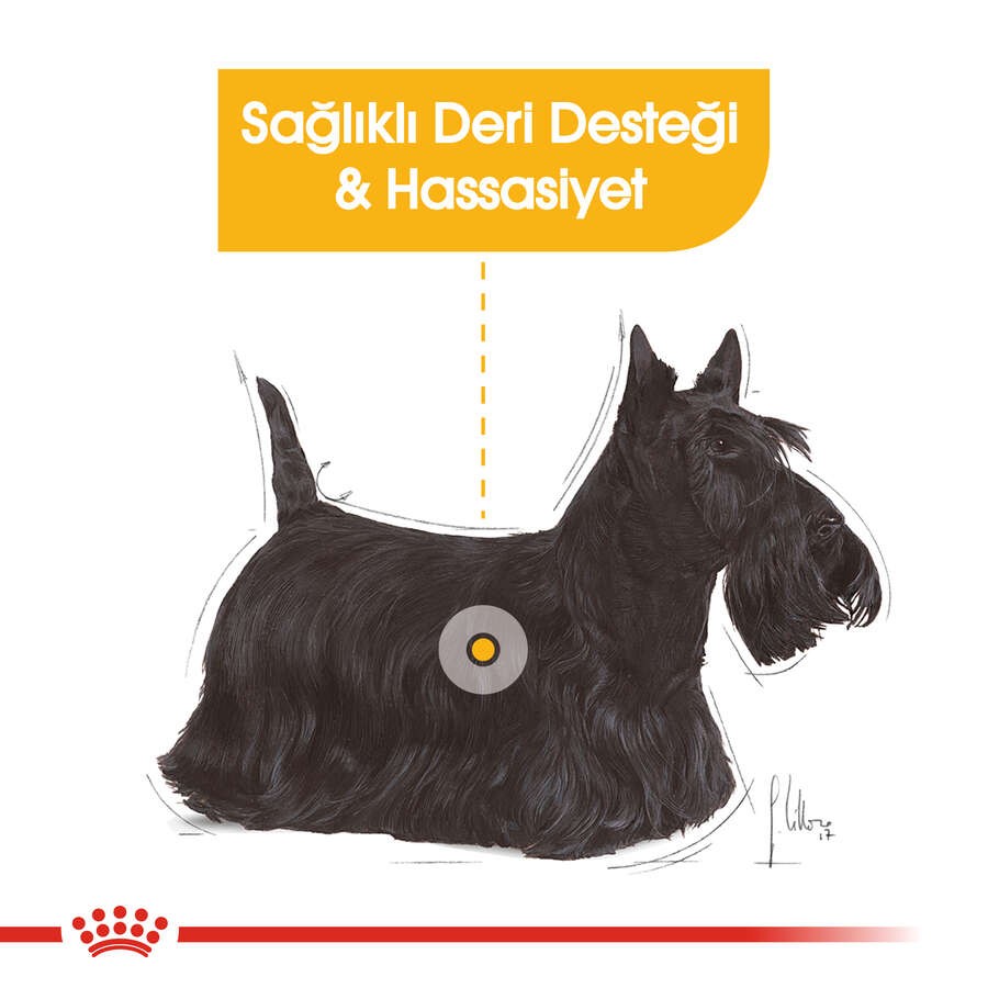 Royal Canin Mini Dermacomfort Deri Sağlığı İçin Yetişkin Köpek Maması, 3 Kg