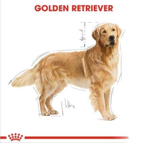 Royal Canin Golden Retriever Adult Yetişkin Köpek Maması, 12 Kg