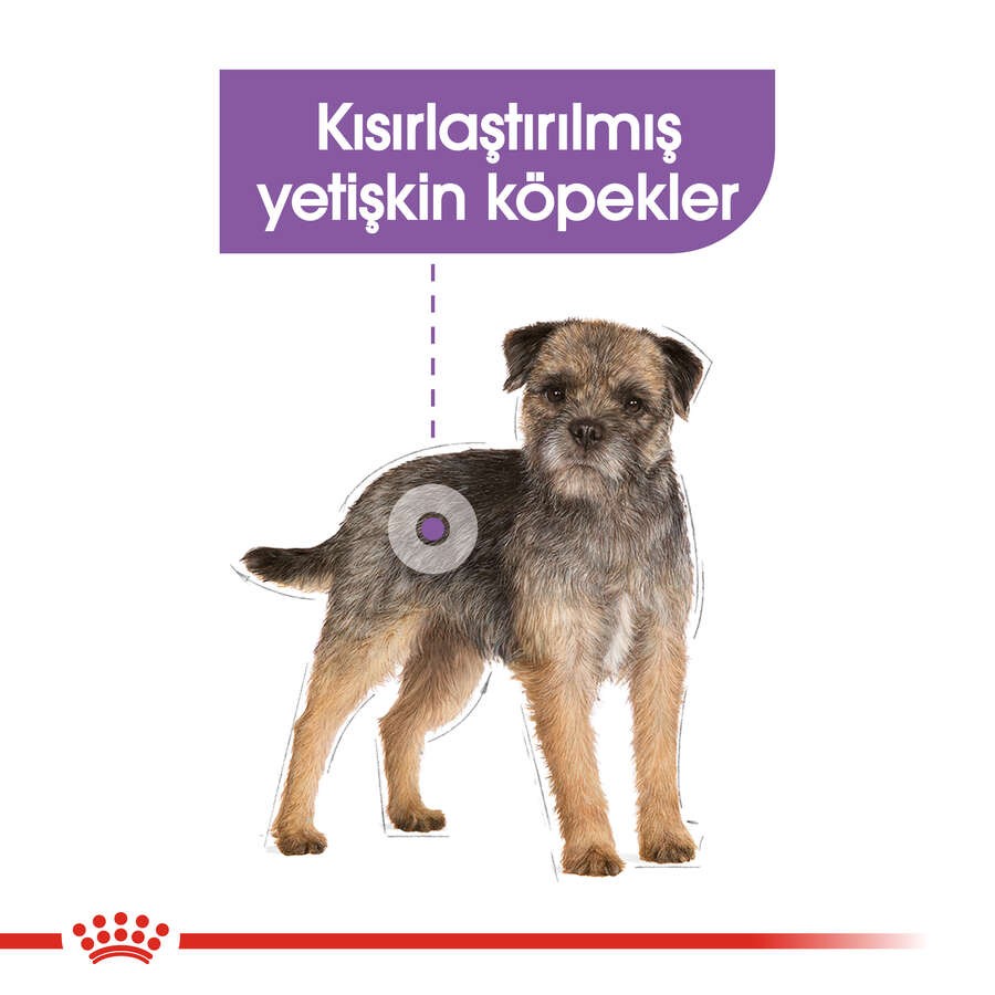 Royal Canin Mini Sterilised Kısırlaştırılmış Köpek Maması, 3 Kg