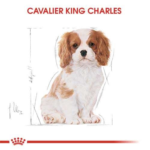 Royal Canin Cavalier King Charles Puppy Yavru Köpek Maması, 1,5 Kg