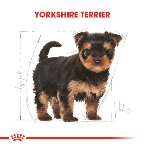 Royal Canin Yorkshire Terrier Puppy Yavru Köpek Maması, 1,5 Kg