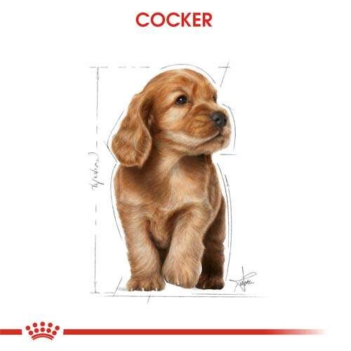 Royal Canin Cocker Puppy Yavru Köpek Maması, 3 Kg
