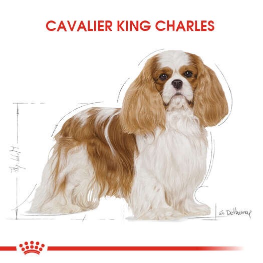 Royal Canin Cavalier King Charles Adult Yetişkin Köpek Maması, 3 Kg