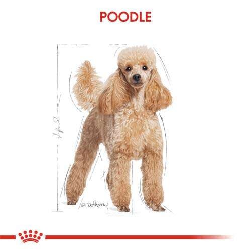 Royal Canin Poodle Adult Yetişkin Köpek Maması, 3 Kg