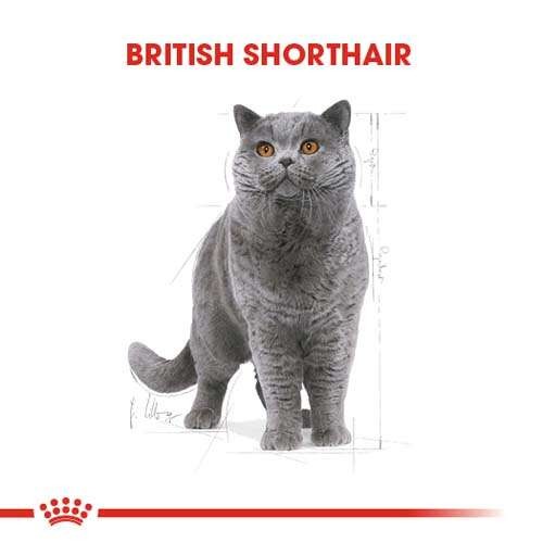 Royal Canin British Shorthair Adult Yetişkin Kedi Maması, 4 Kg