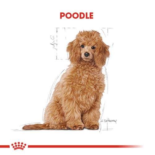 Royal Canin Poodle Puppy Yavru Köpek Maması, 3 Kg