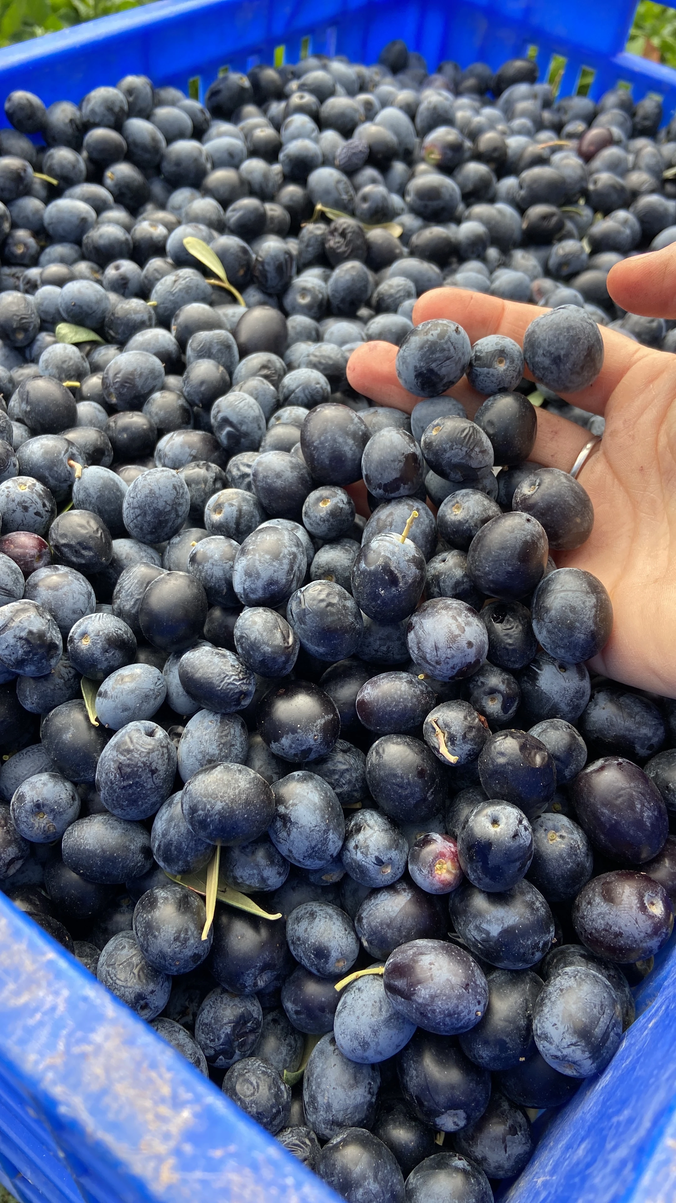 Gemlik Siyah Zeytin 1 kg