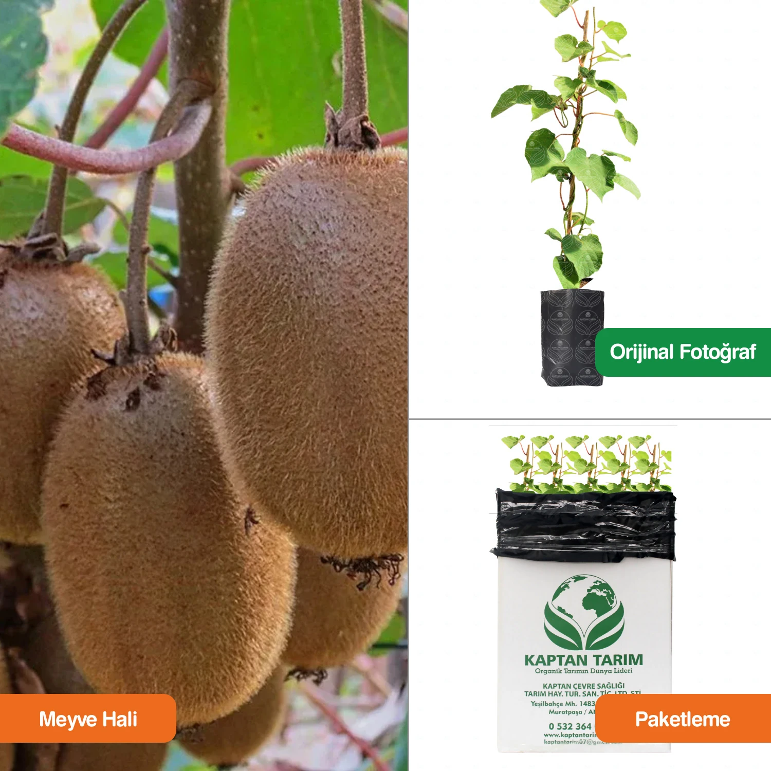 5 Adet Kivi Fidanı 4 Dişi 1 Erkek