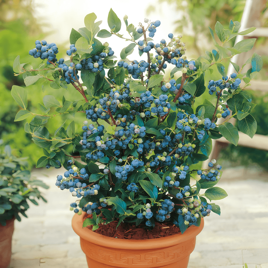 3 Yaş Başı Meyveli Blueberry Fidanı 1 Adet 