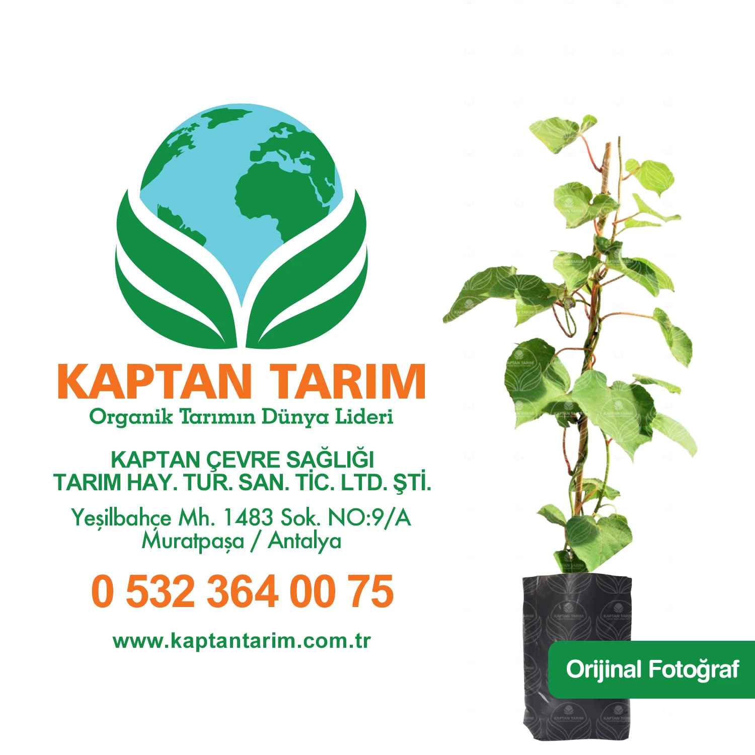 5 Adet Kivi Fidanı 4 Dişi 1 Erkek