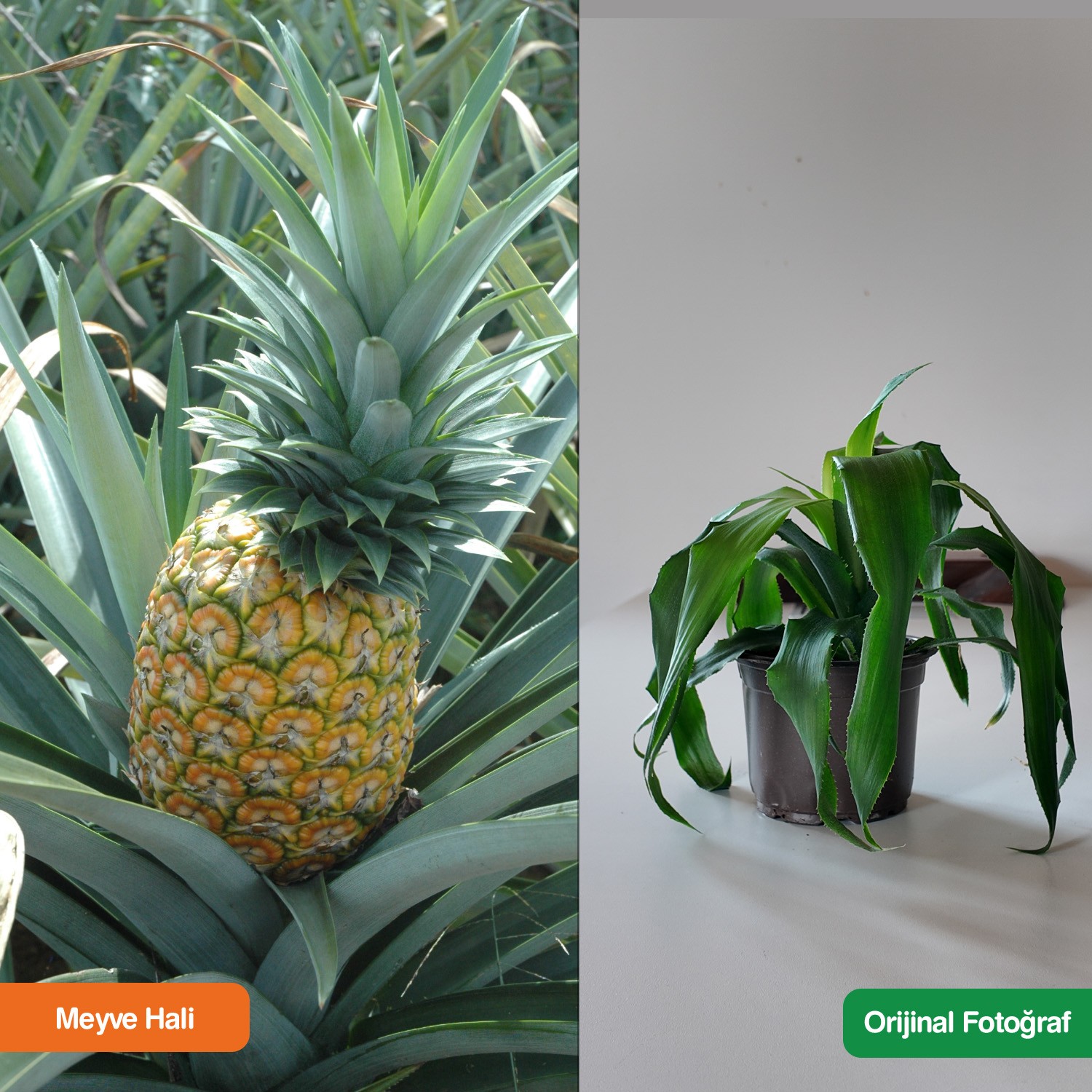 Ananas Meyve Fidanı 1 Yaş 5 Adet