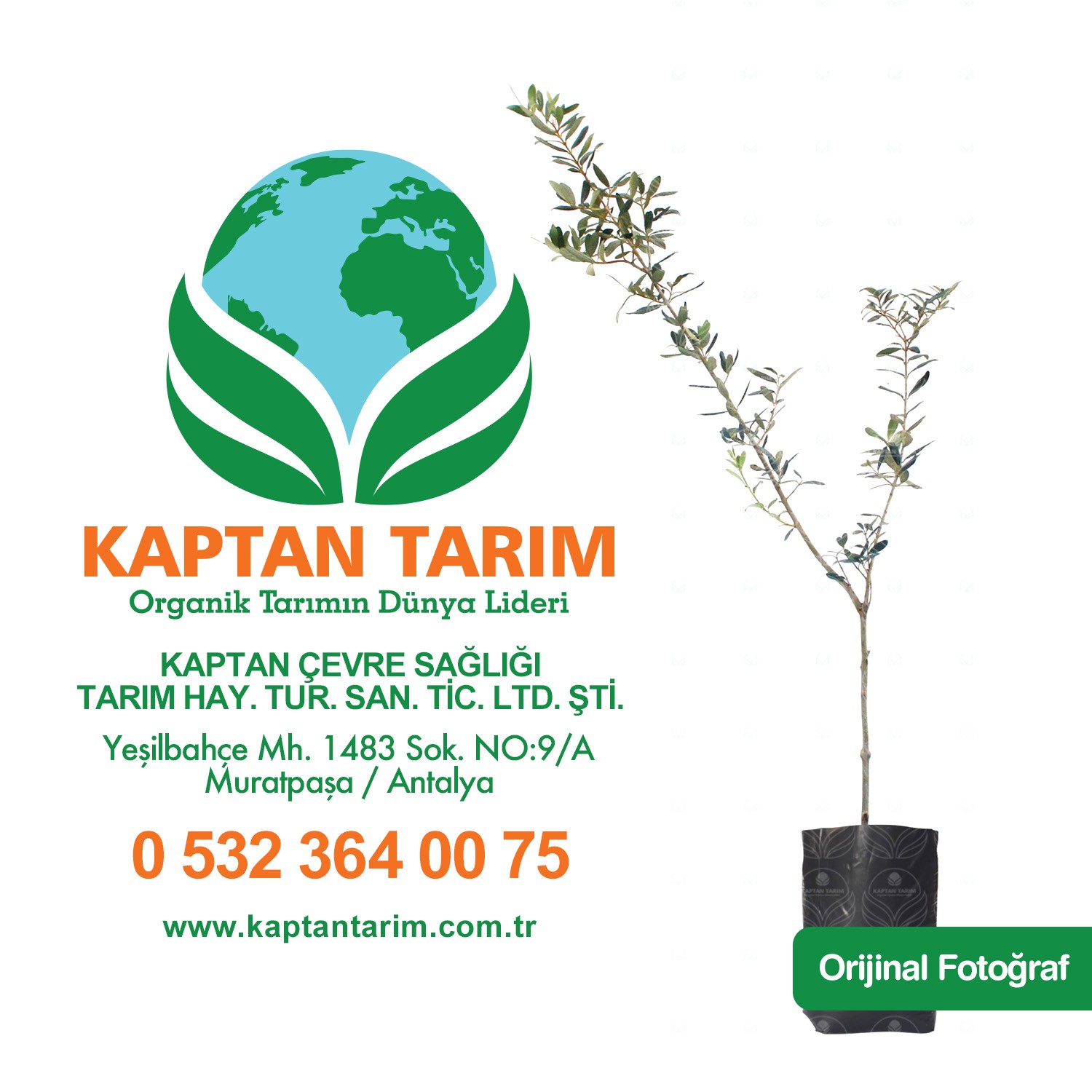 2 Yaş Koroneiki Girit Zeytin Fidanı 10 Adet