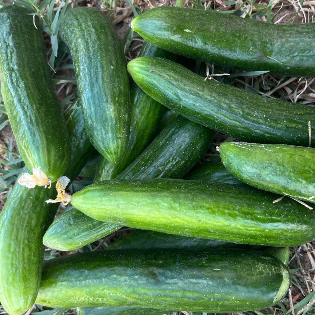 SALATALIK