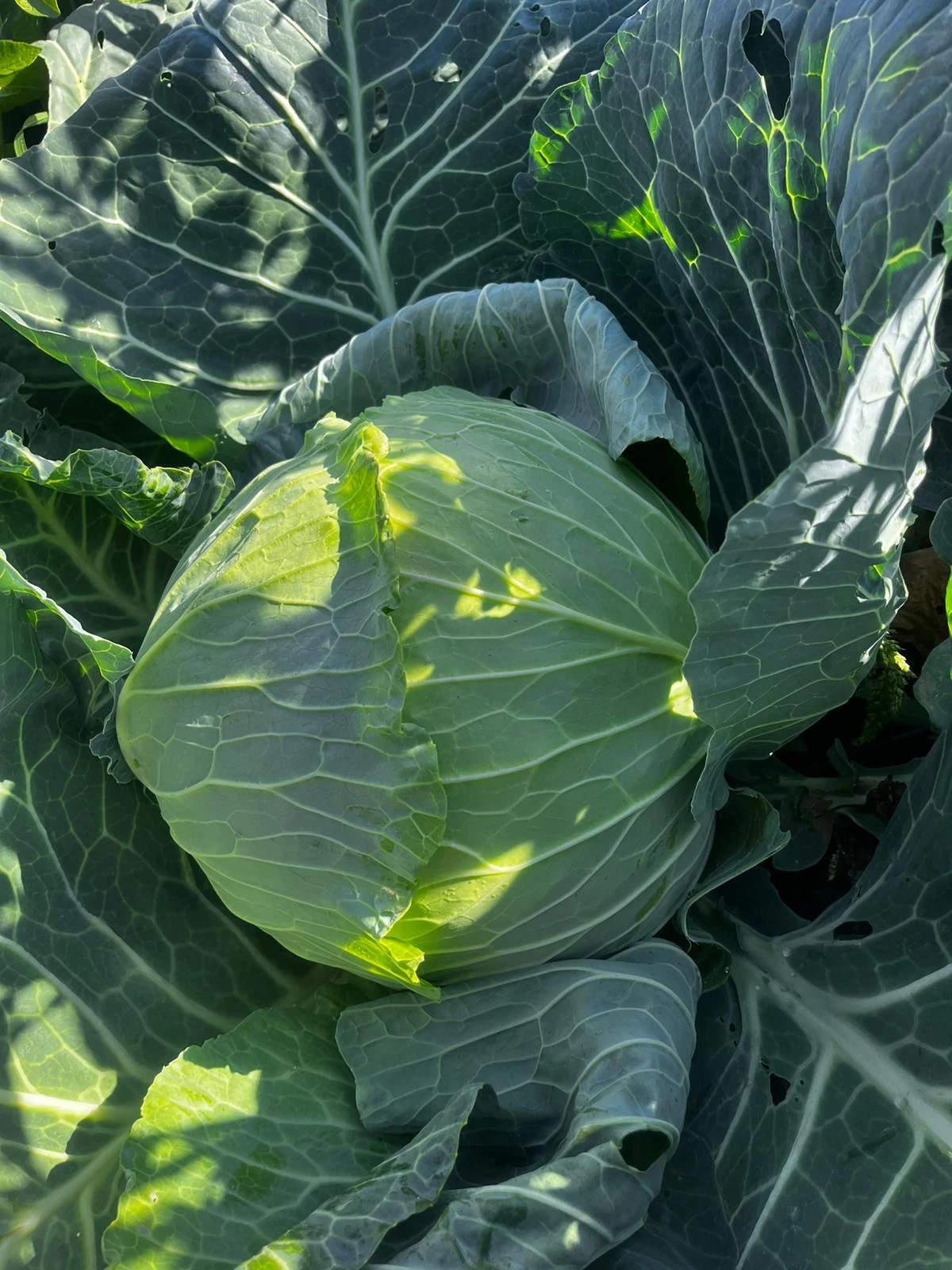 LAHANA TURŞULUK (ADET)