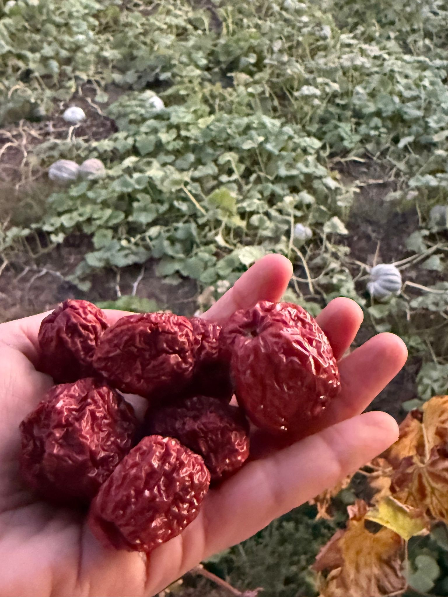 KURU İRİ HÜNNAP (1000 gr)