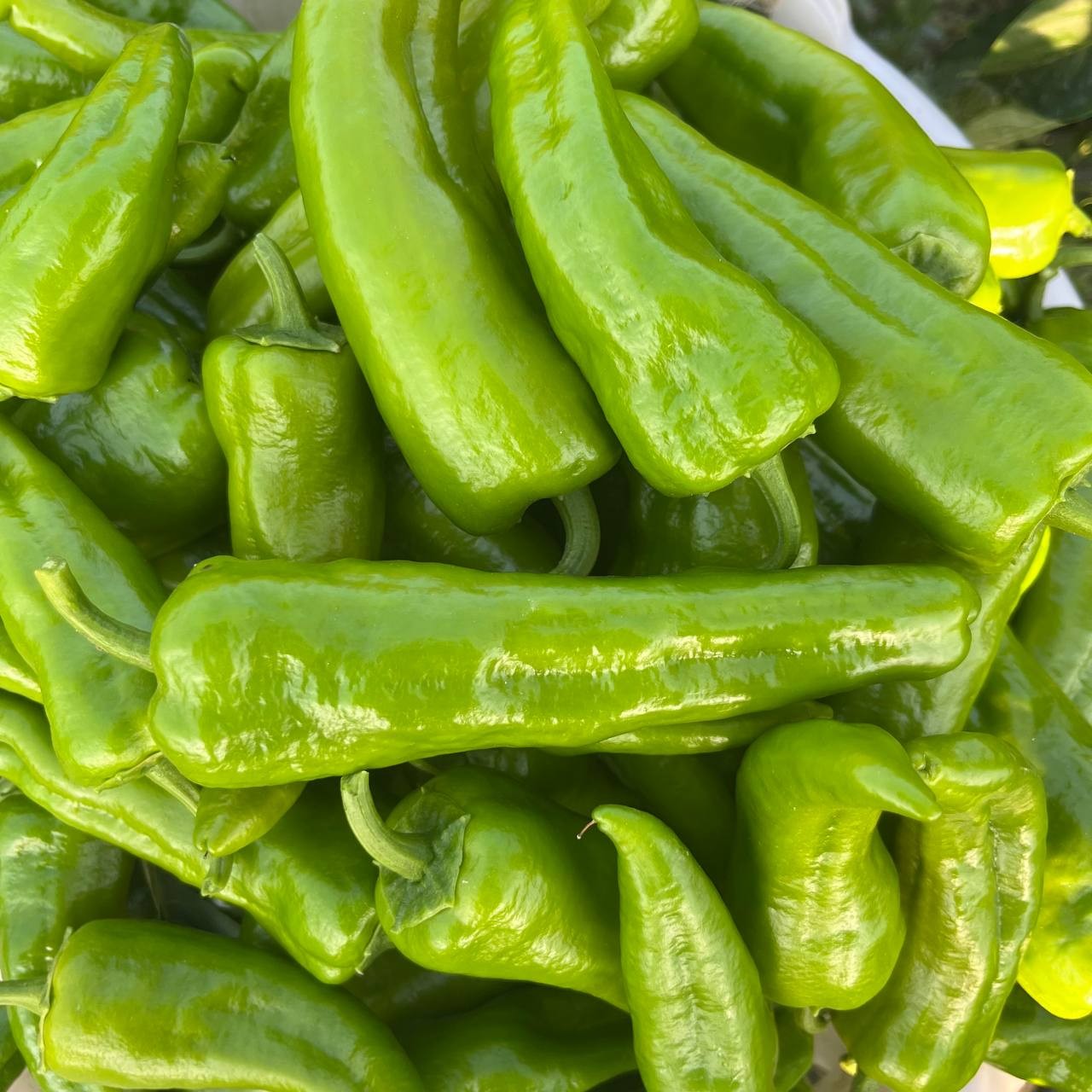 Köy Biberi/Tatlı(500gr)