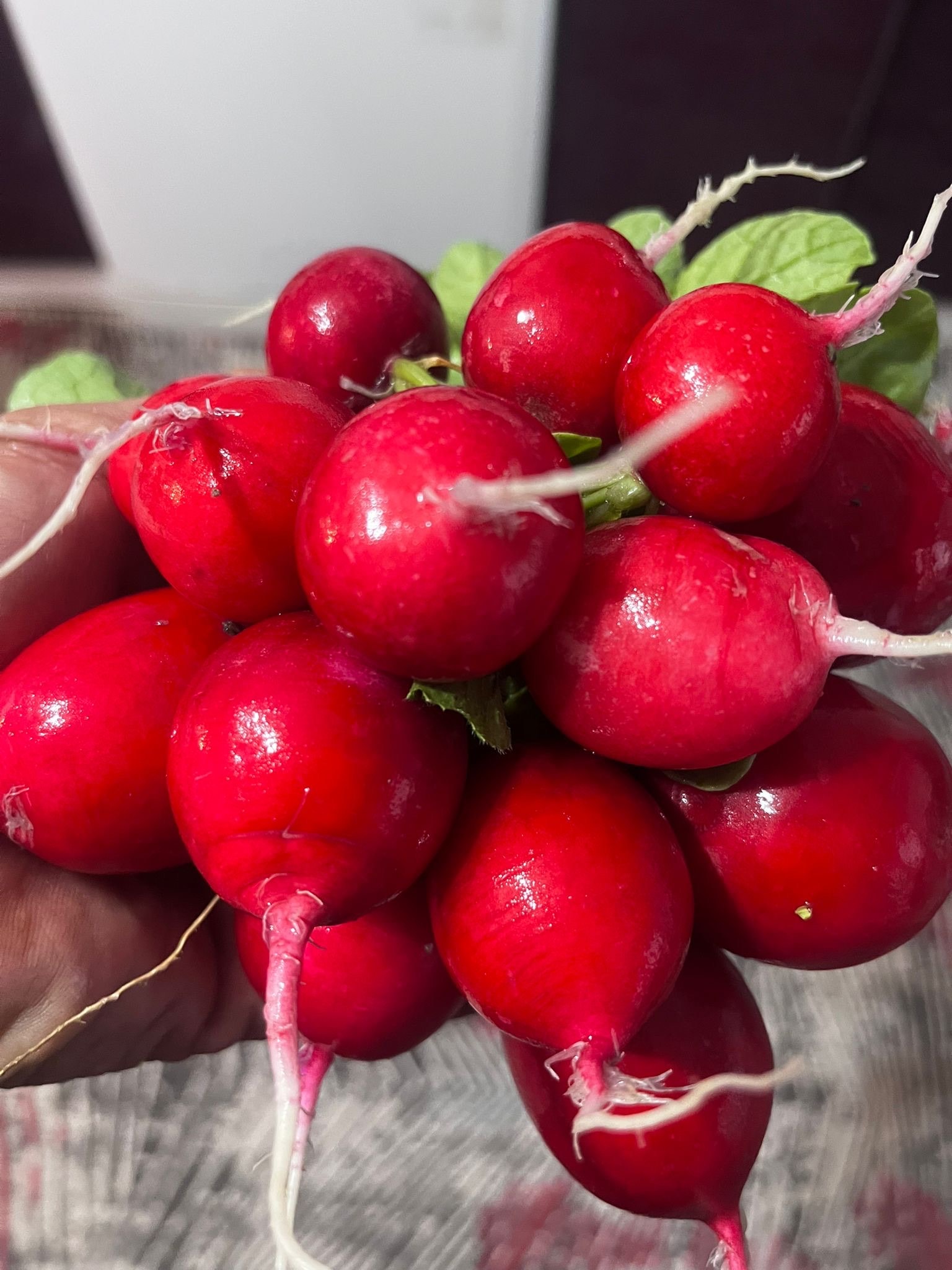 Fındık Turp (bağ)