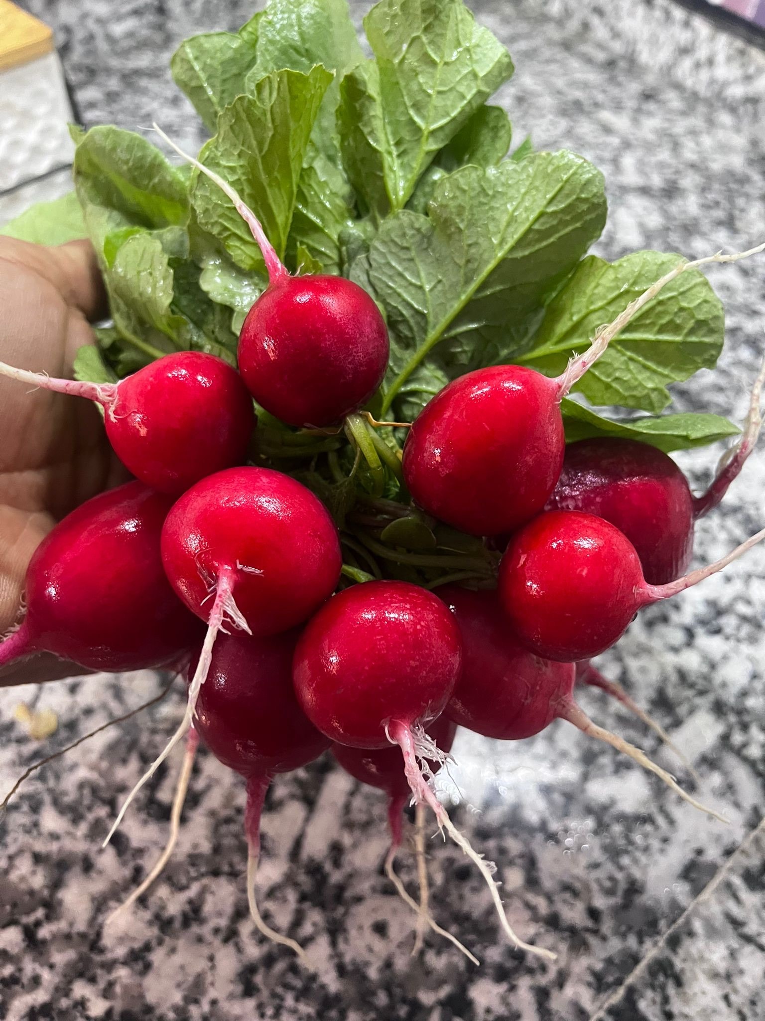 Fındık Turp (bağ)